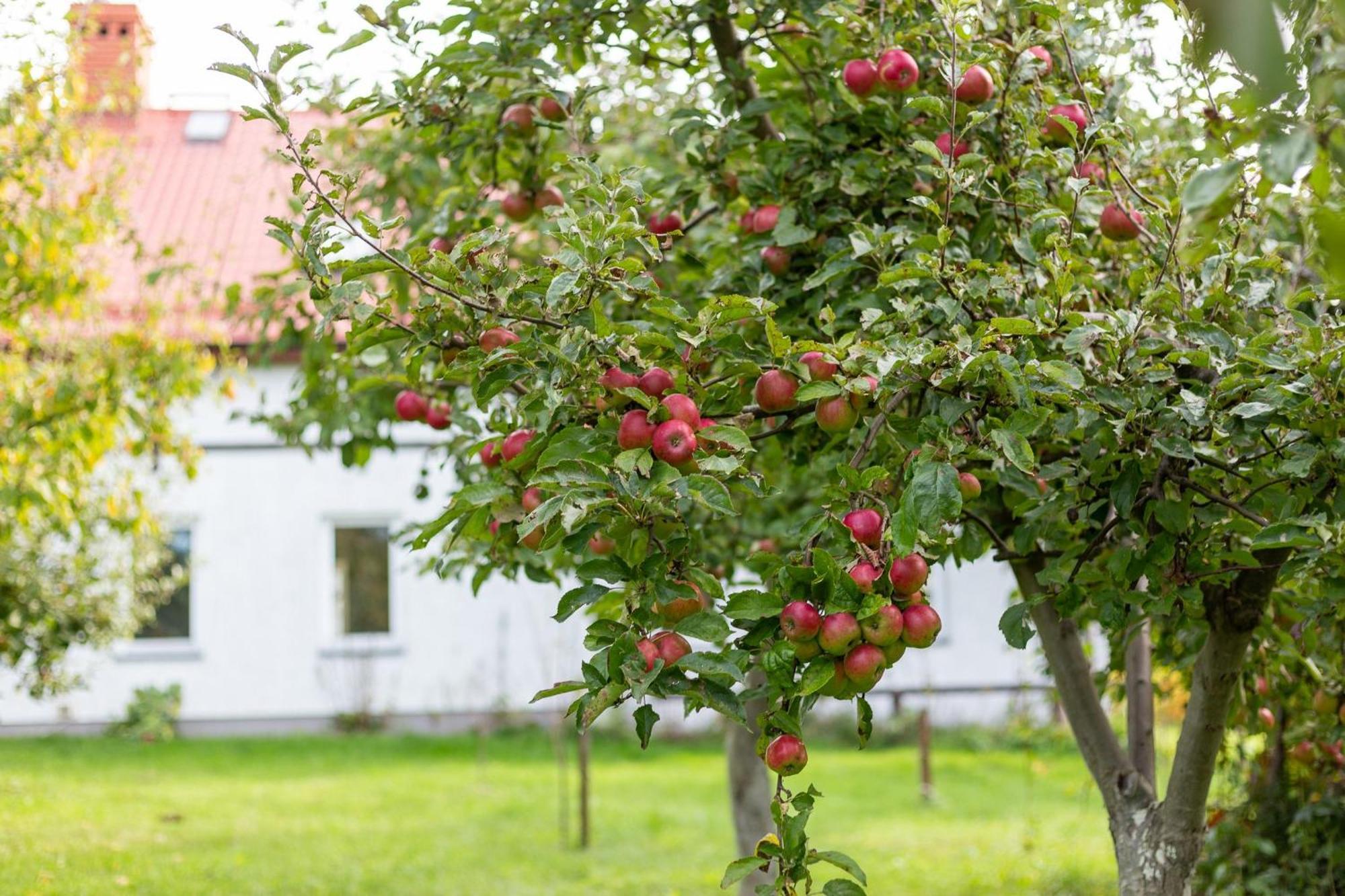 Dylewianka Villa Wysoka Wieś Exteriör bild