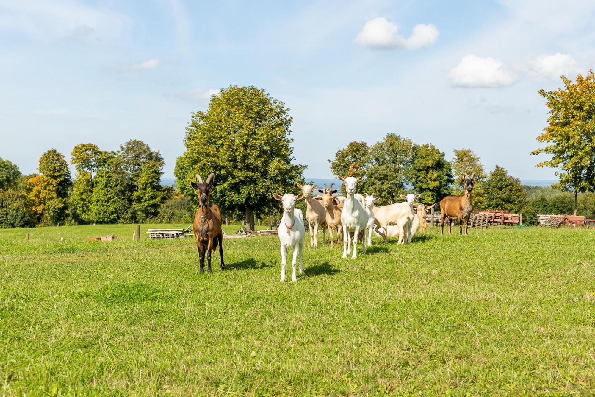 Dylewianka Villa Wysoka Wieś Exteriör bild