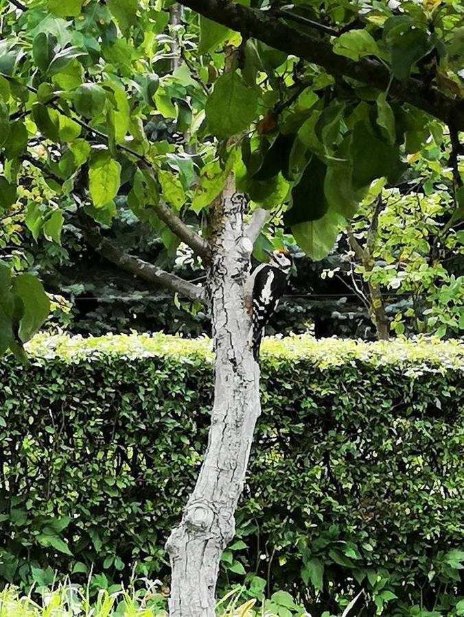 Dylewianka Villa Wysoka Wieś Exteriör bild